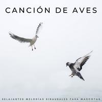 Canción De Aves: Relajantes Melodías Binaurales Para Mascotas