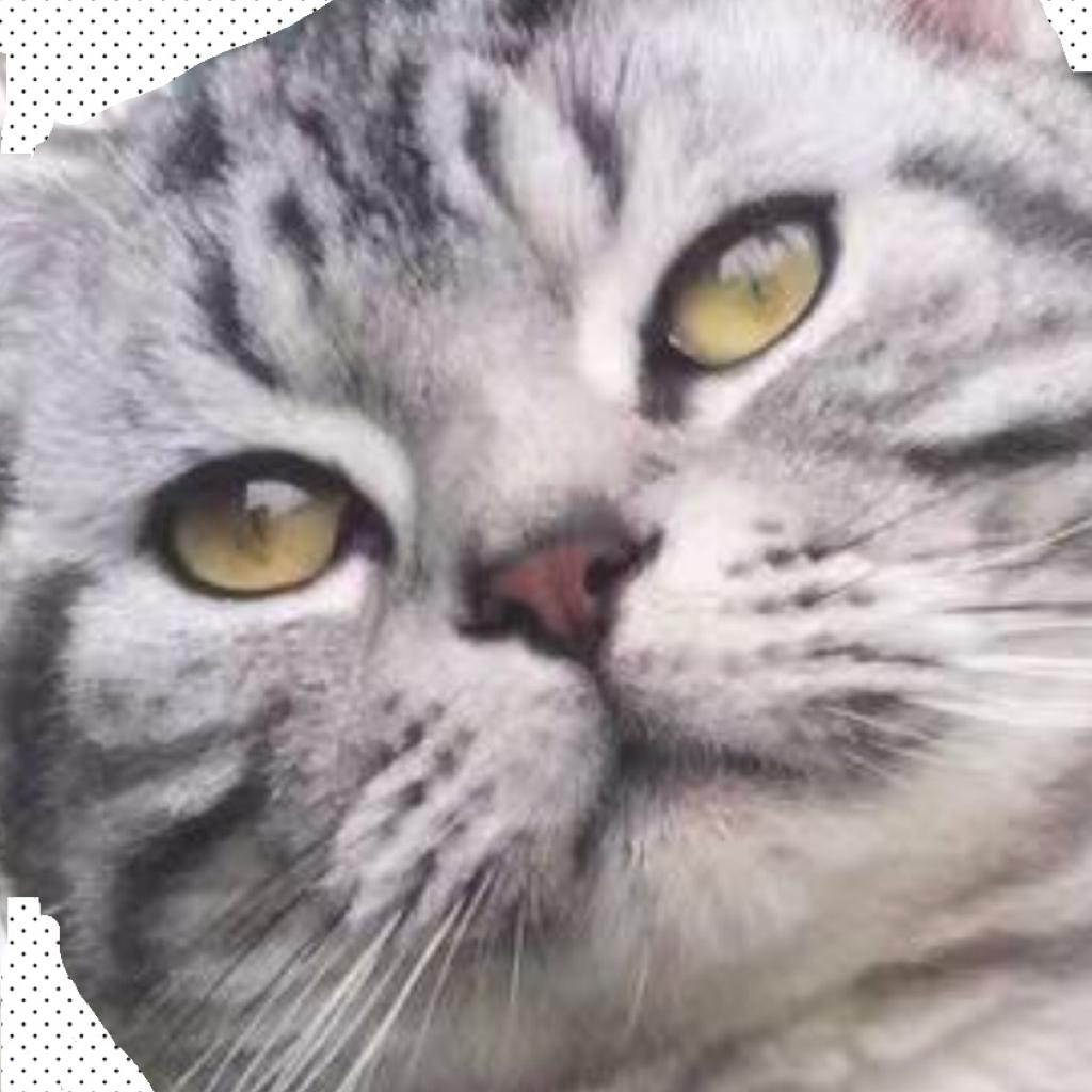 Dc叔叔在线聆听