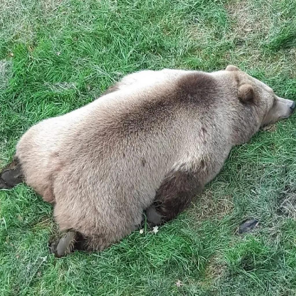 不喝矿泉水的蓝莓汁