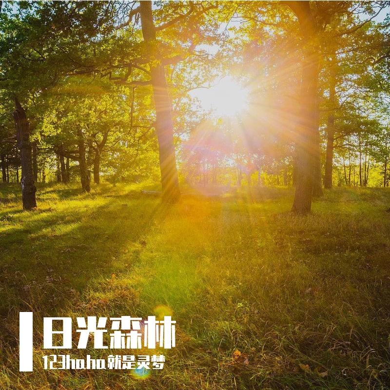 日光森林 - 123haha就是灵梦封面