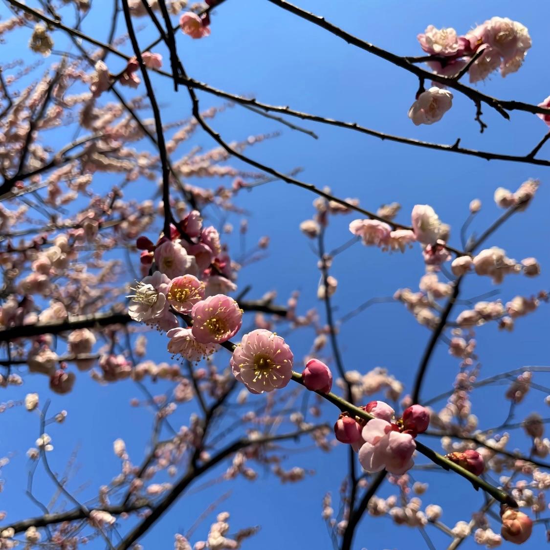 葬花封面