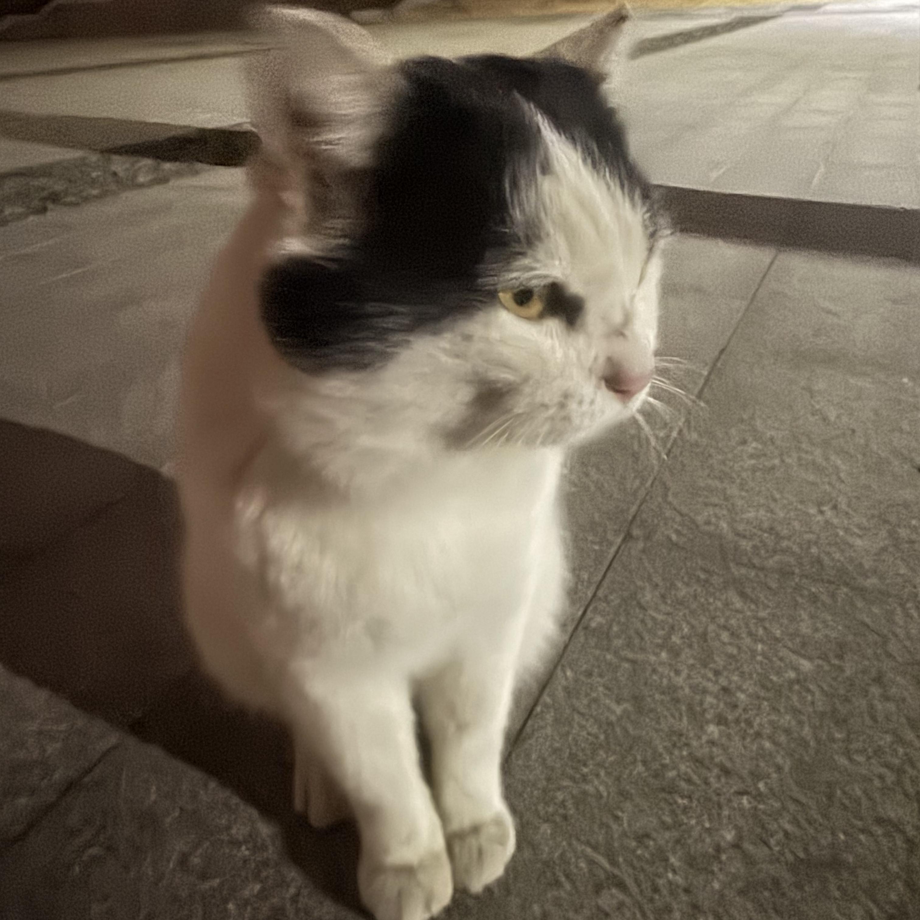 中文说唱审美之神主观好活合集2026