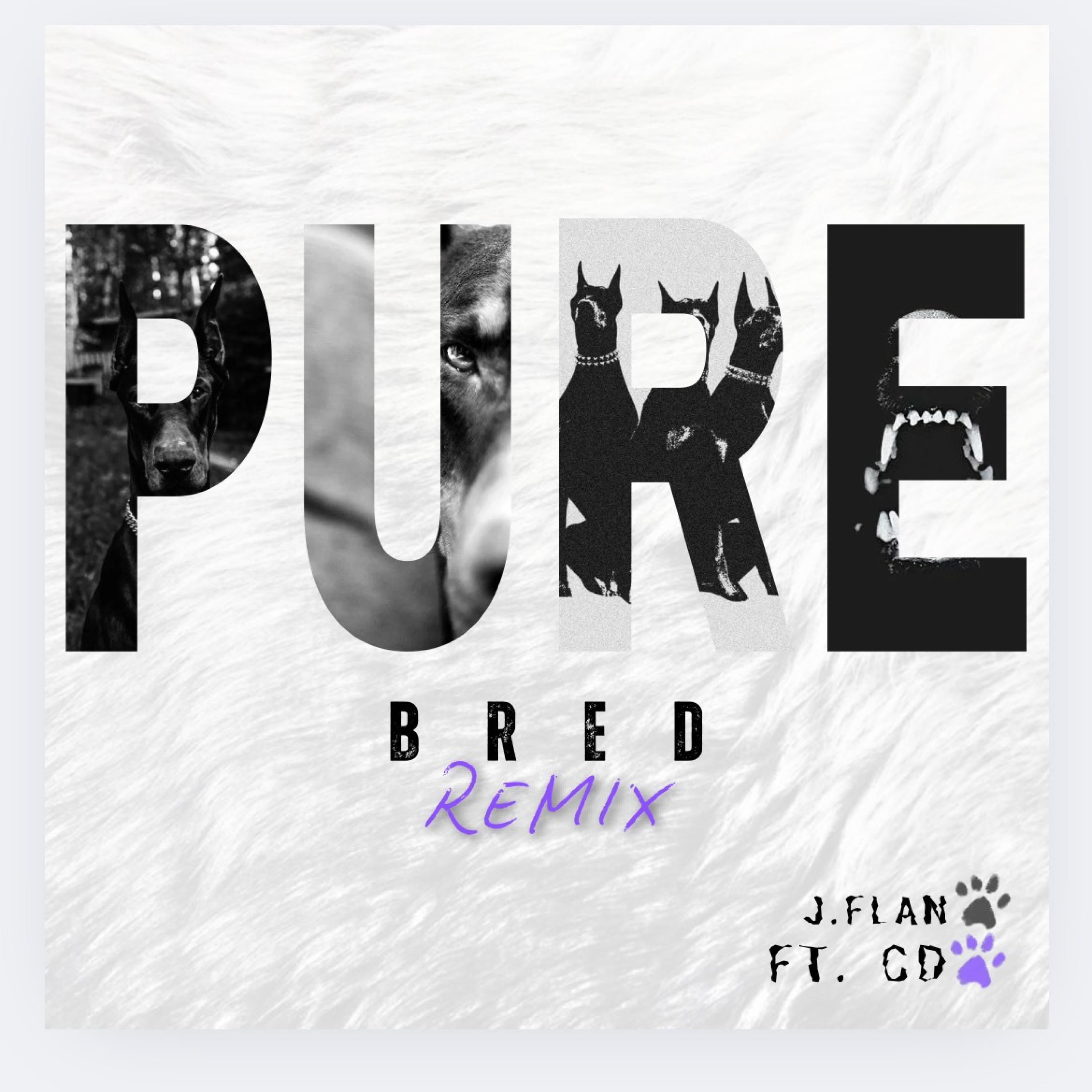 PURE BRED (feat. CD) (REMIX)