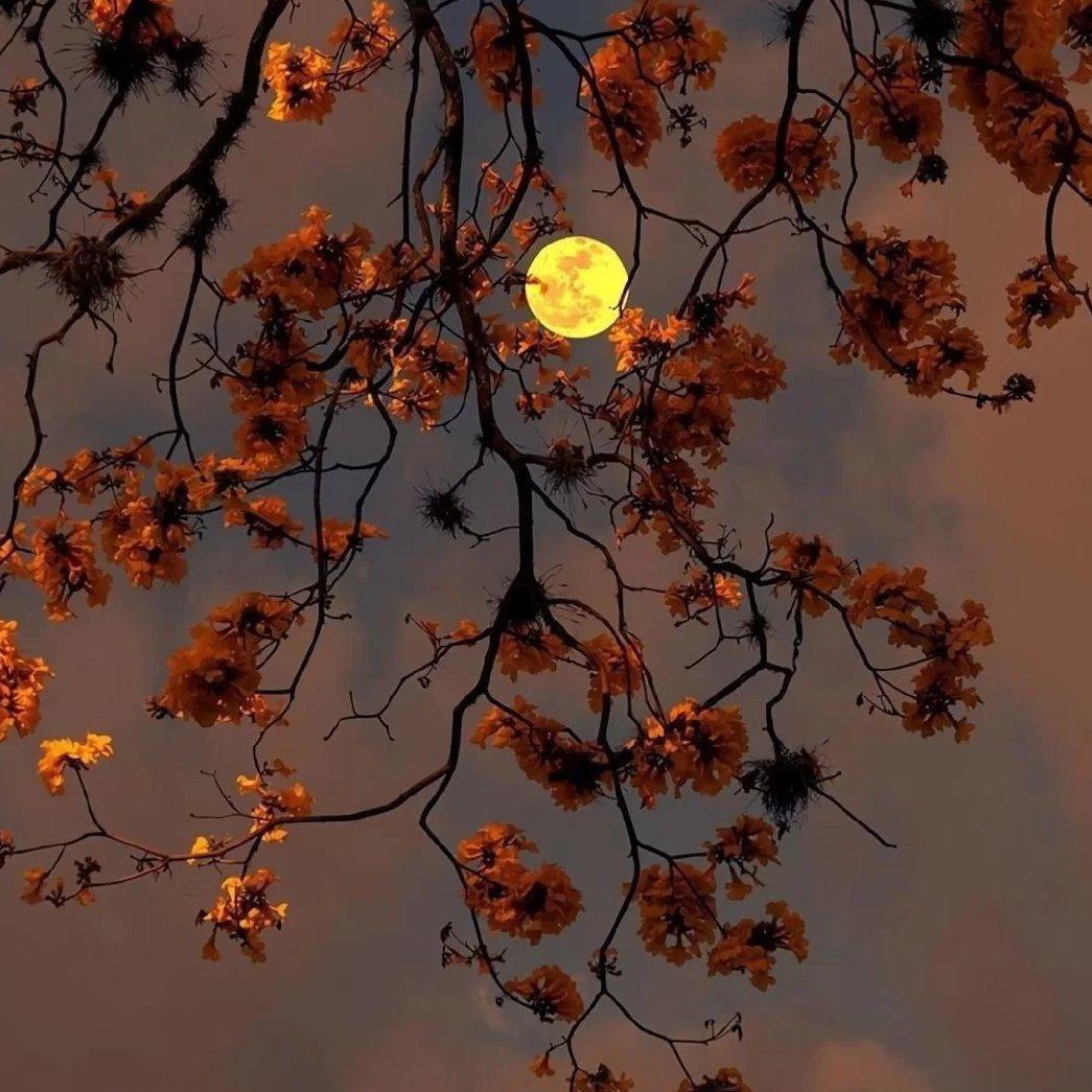 【晚安】轻音乐温柔缓解焦虑氛围助眠