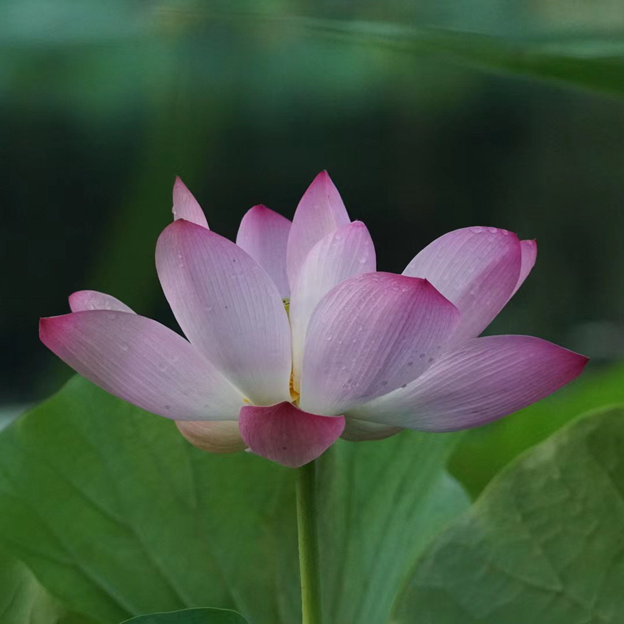 饮酒  其五  (陶渊明)封面