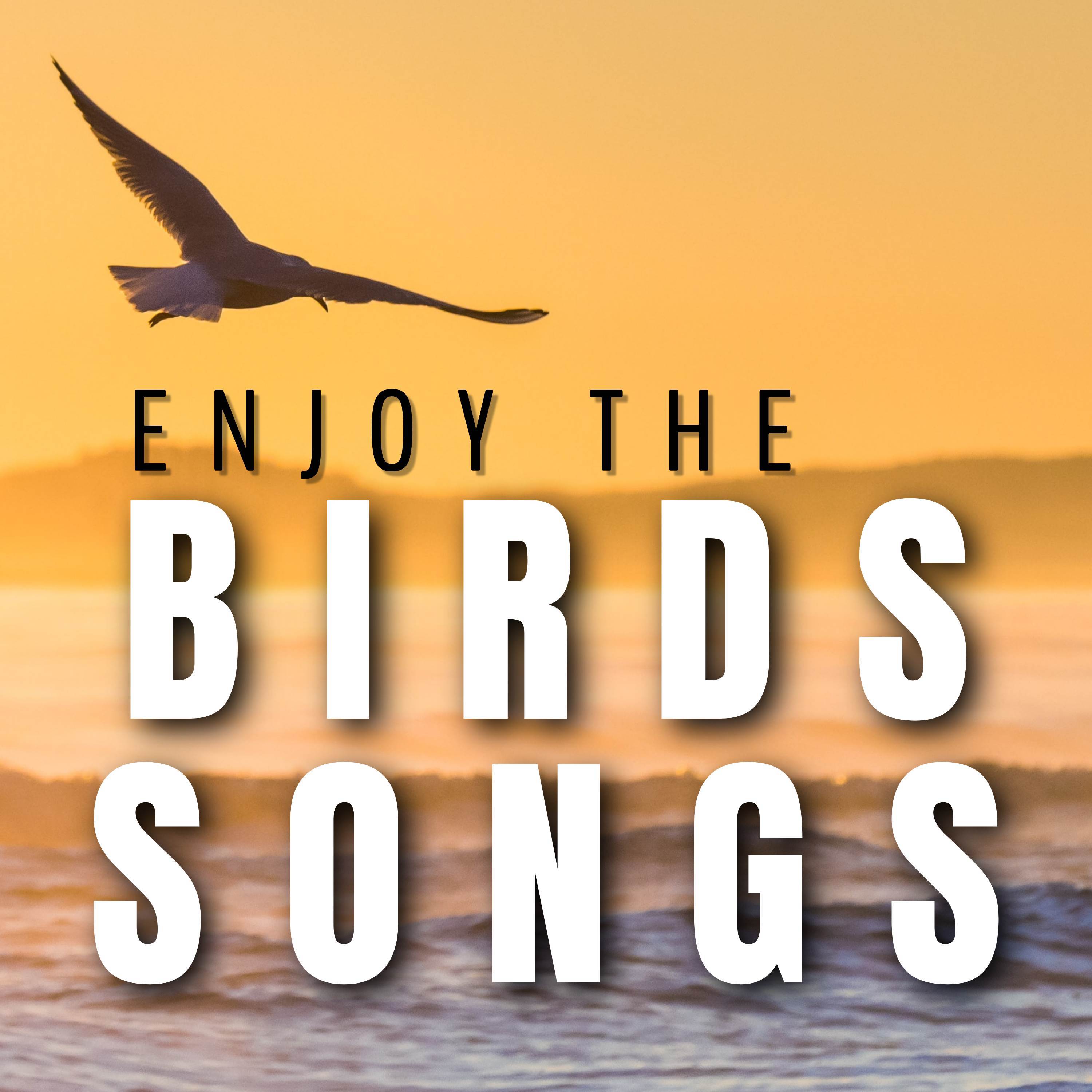 Afternoon Birds Song