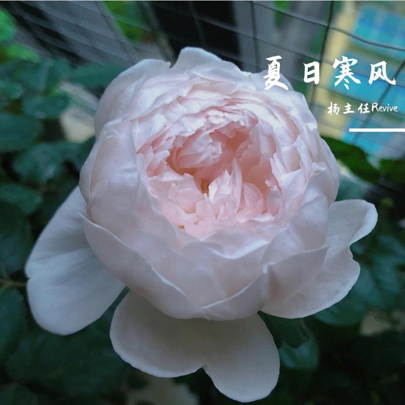 橘子香水封面