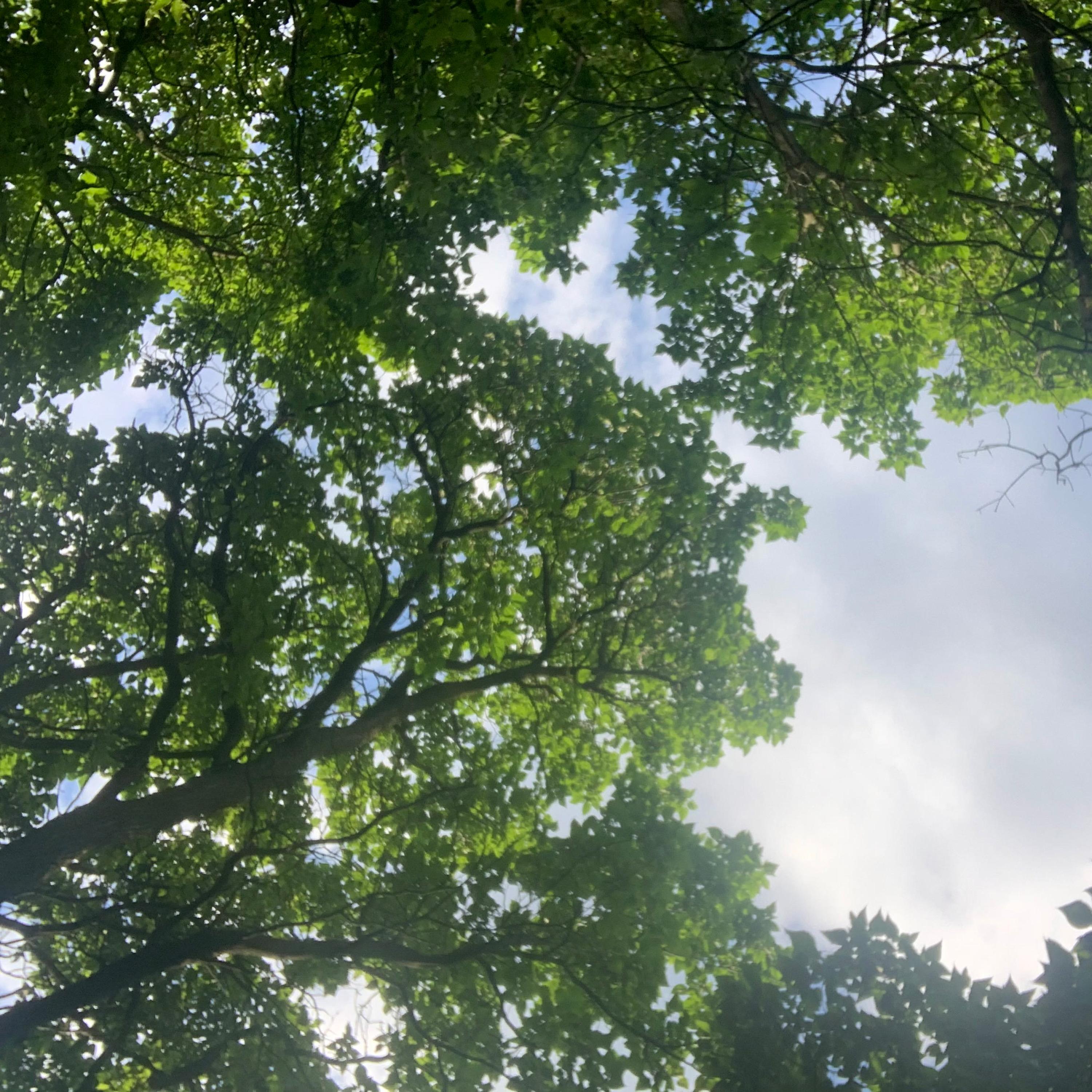 blackjack (feat. SEBii & kuru)