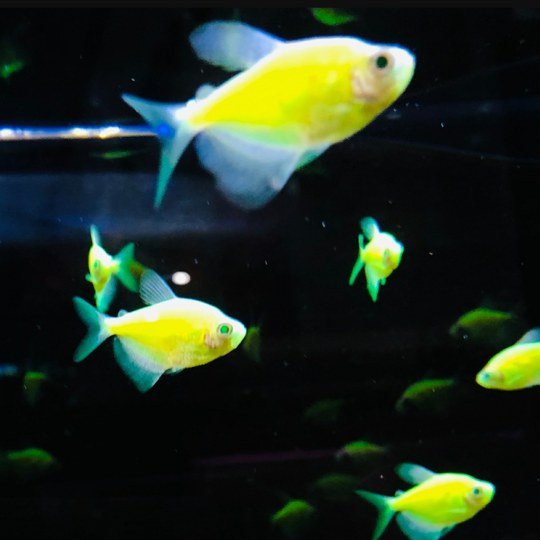 没记住_郭剑星Sin_没记住 | 在线播放_没记住歌词_没记住下载 | 网易云音乐