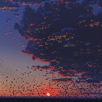 Murmuration