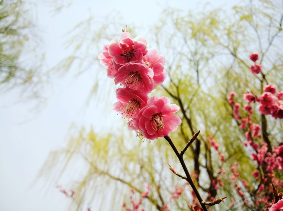 song-img