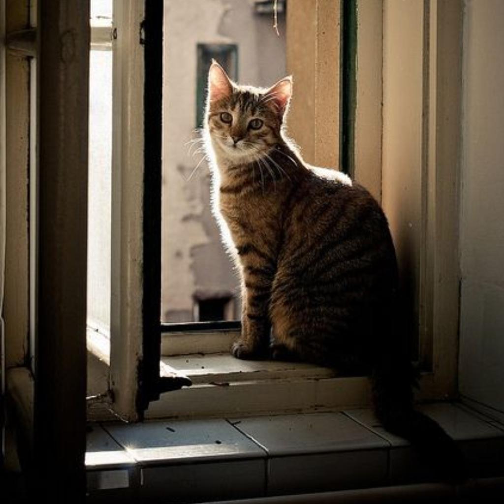 生如夏花多灿烂