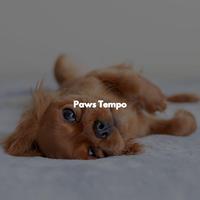 Paws Tempo