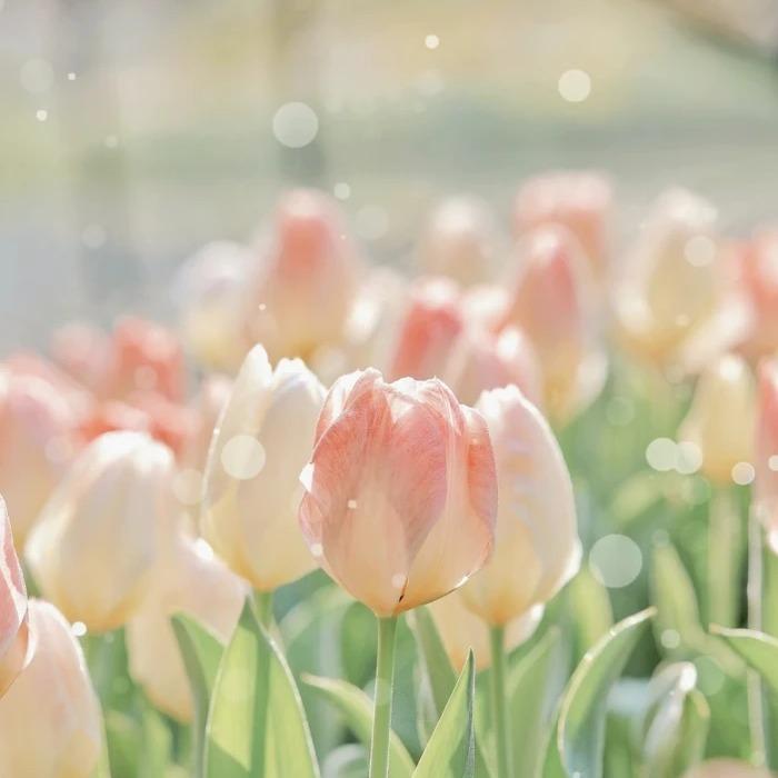 温柔治愈纯音乐|愿时光静好 世界明媚