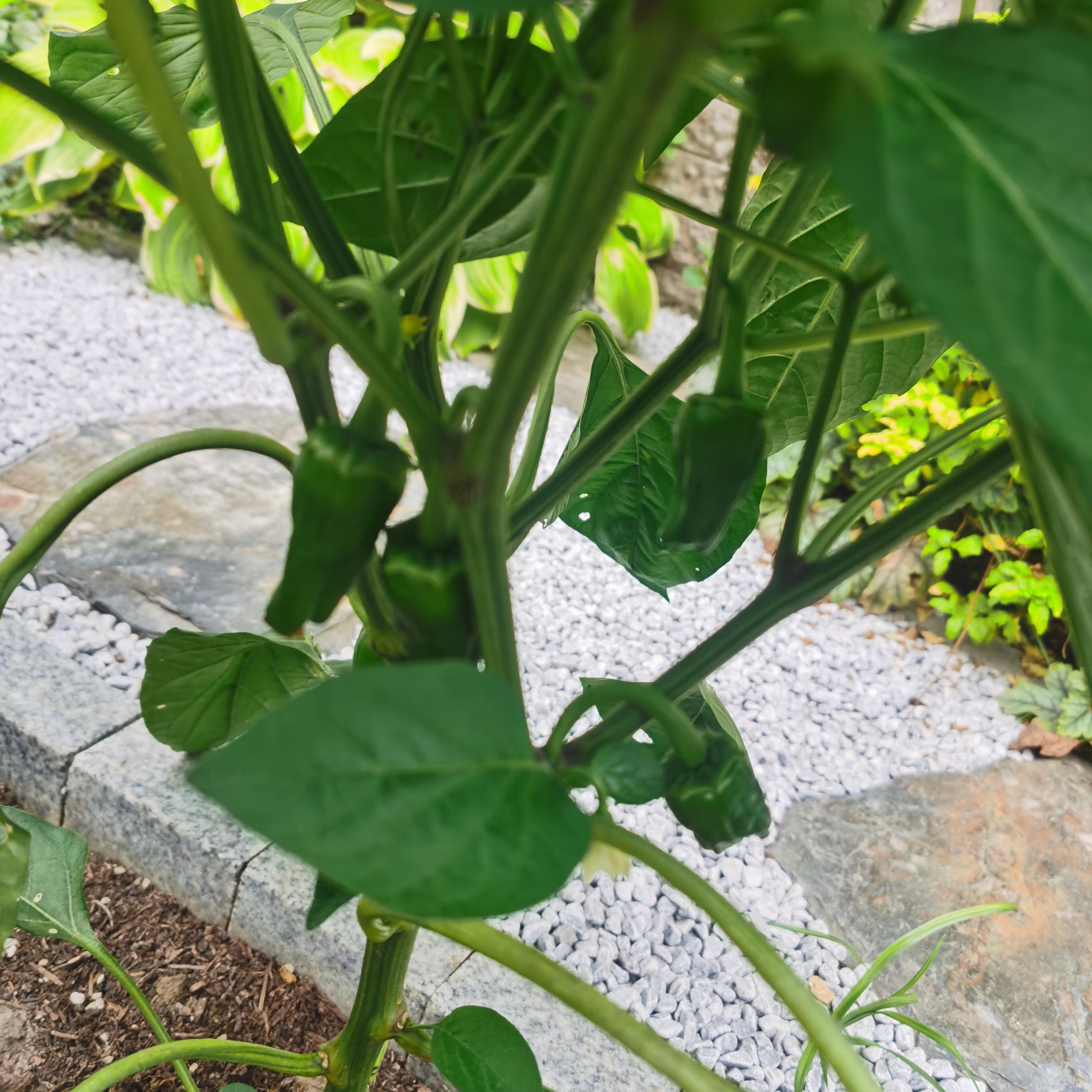 高飞 伴奏封面