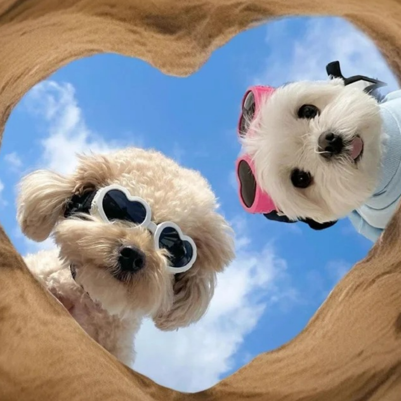 ENFP快乐小狗，拥抱阳光不EMO！