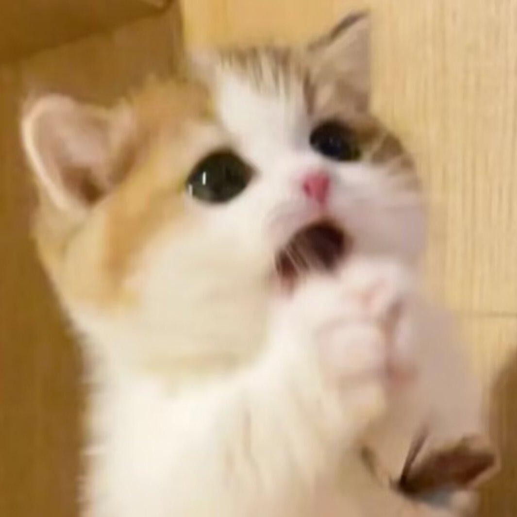 小猫封面