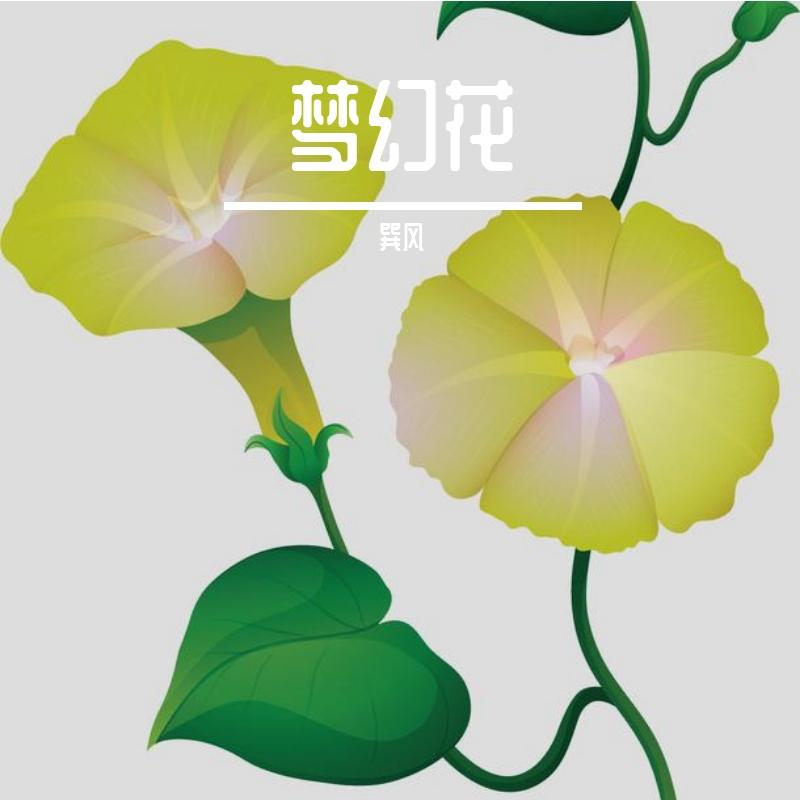 梦幻花 - 巽风封面
