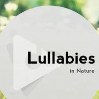 Lullabies In Nature