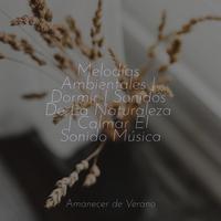 Melodías Ambientales | Dormir | Sonidos De La Naturaleza | Calmar El Sonido Música