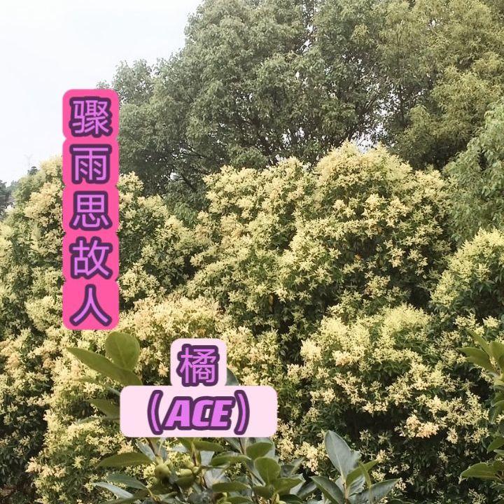 月光记封面