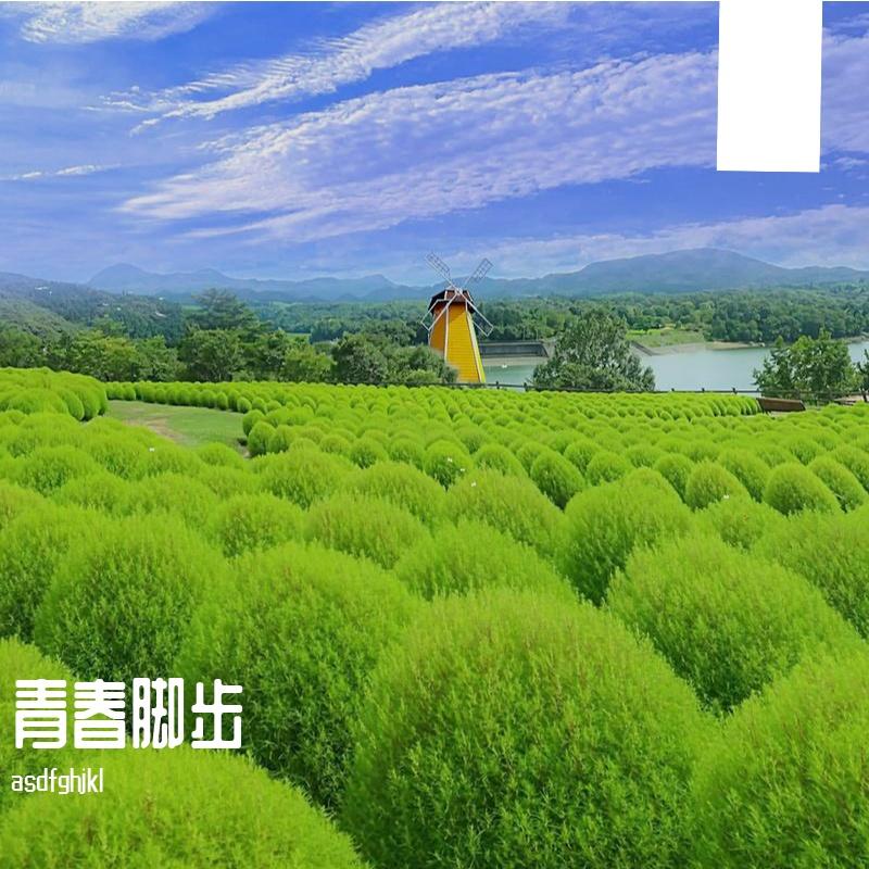 青春脚步封面