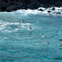 烟火客 - 飞鸟爱上了鱼 DJ