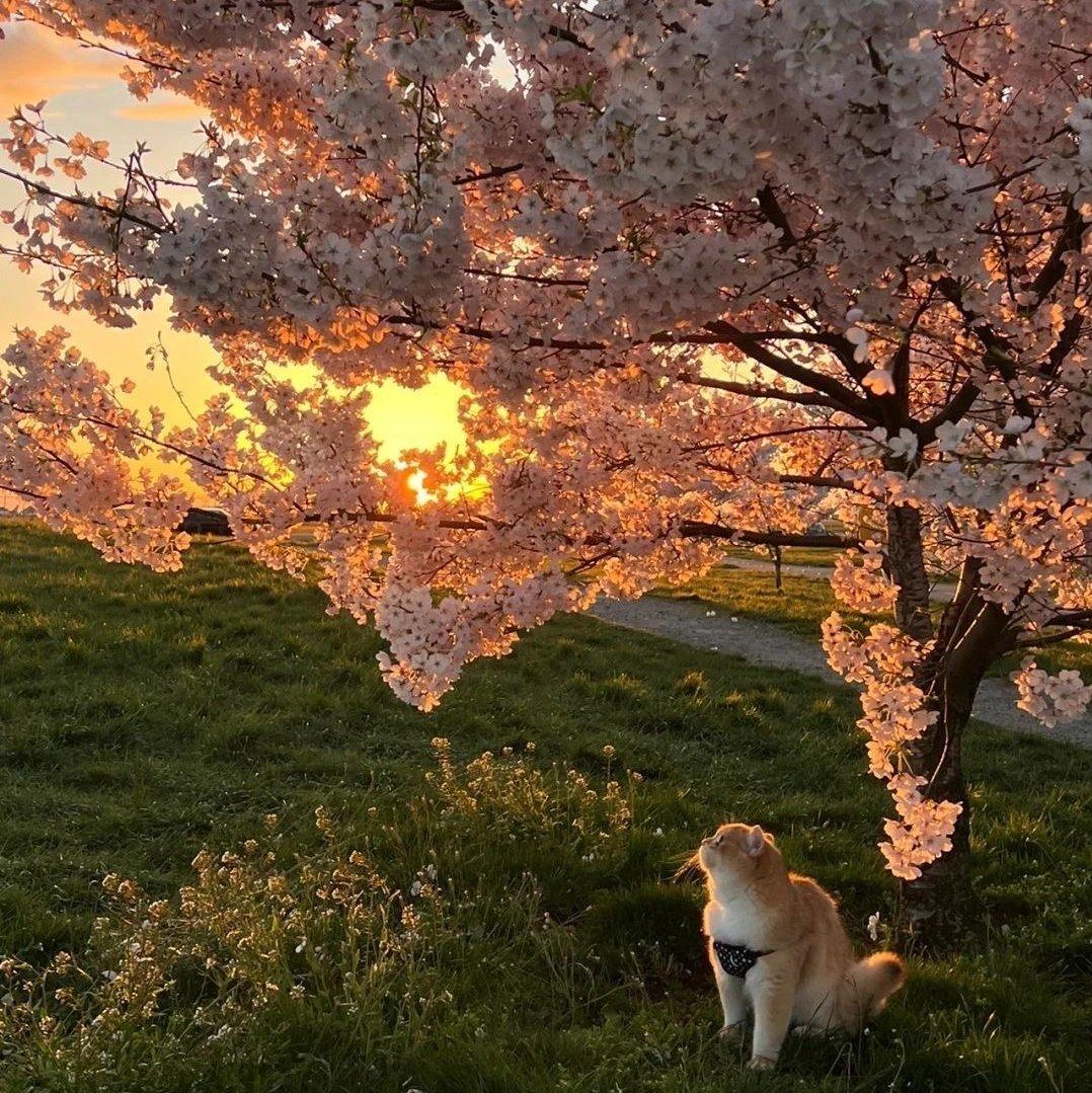 野原日升金林洋洋洒洒