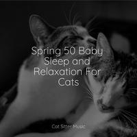 Spring 50 Baby Sleep and Relaxation For Cats