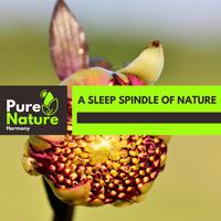 A Sleep Spindle of Nature