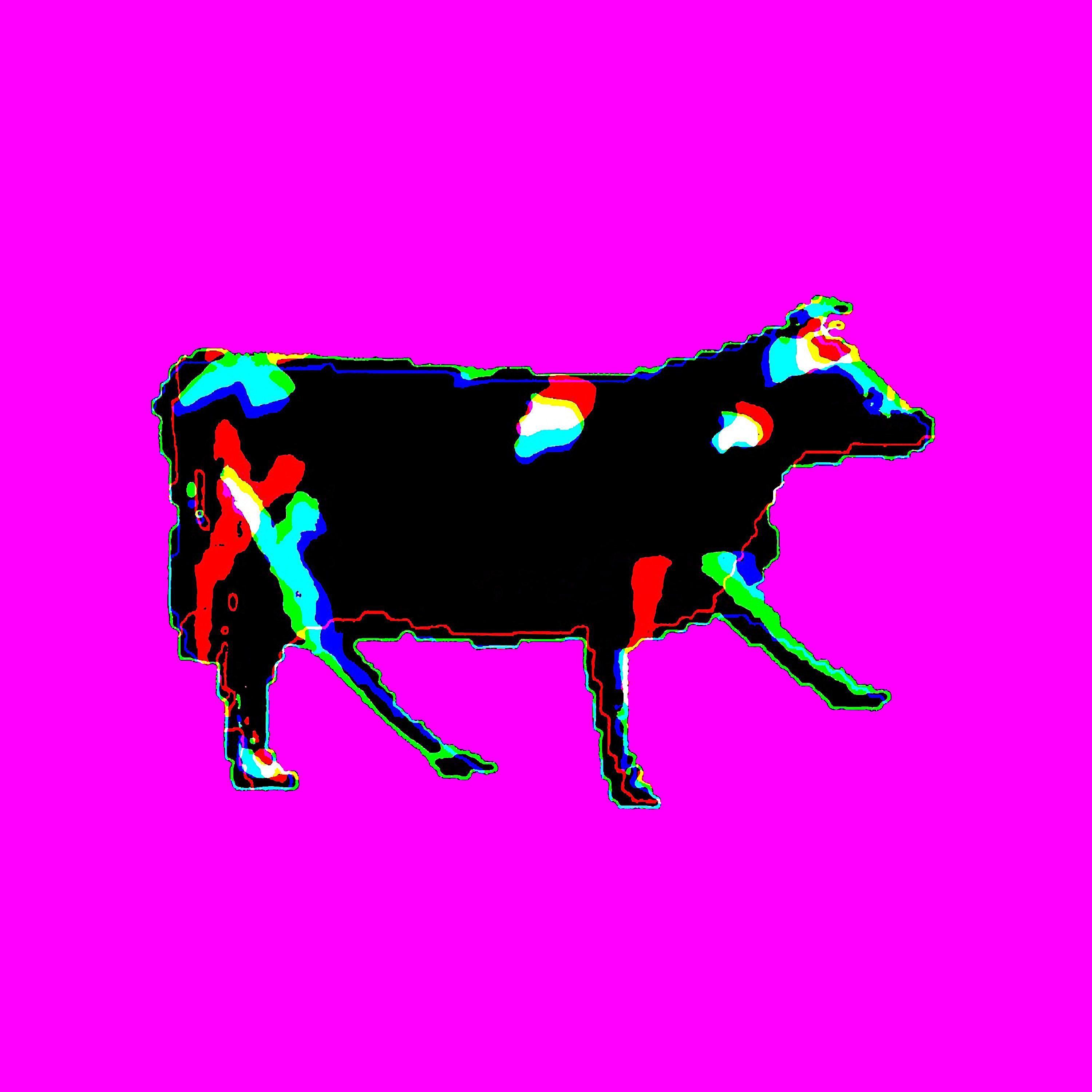 Dancing Polish Cow