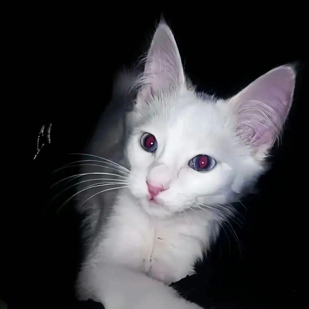 Do lt （cioinc remix）