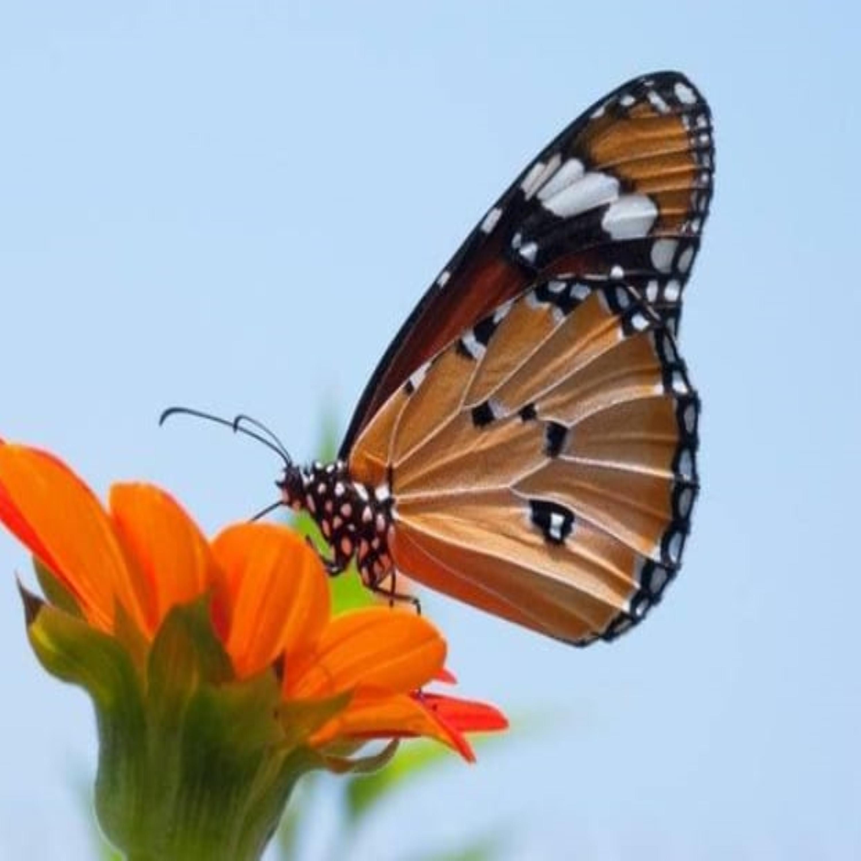 CHASE ME TO THE GRAVE