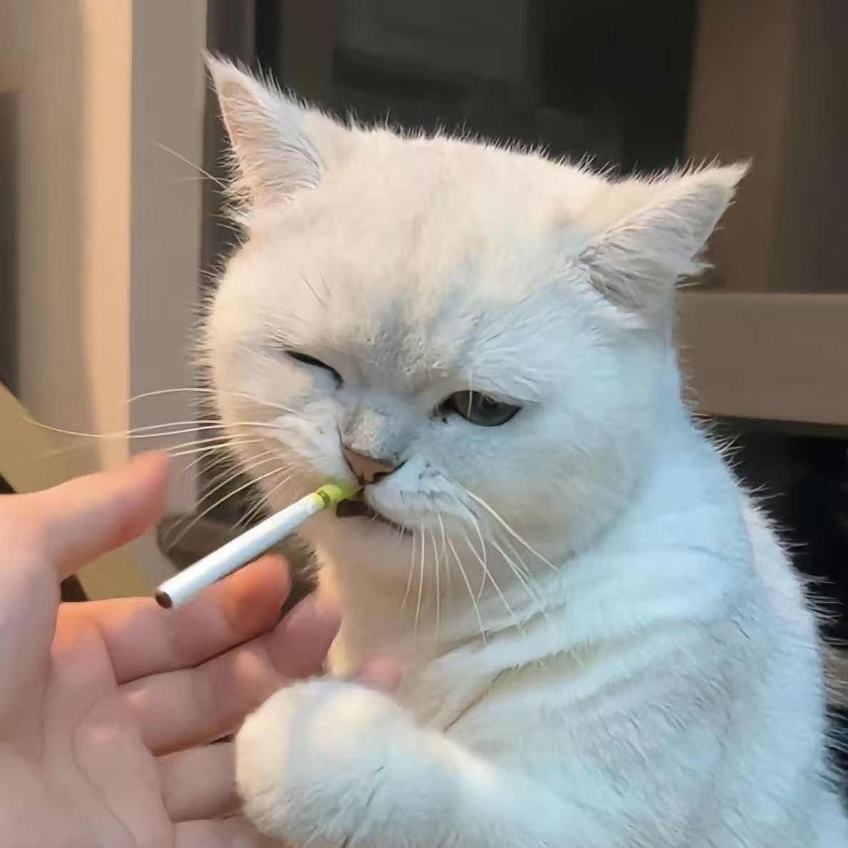 我已收起锋芒封面