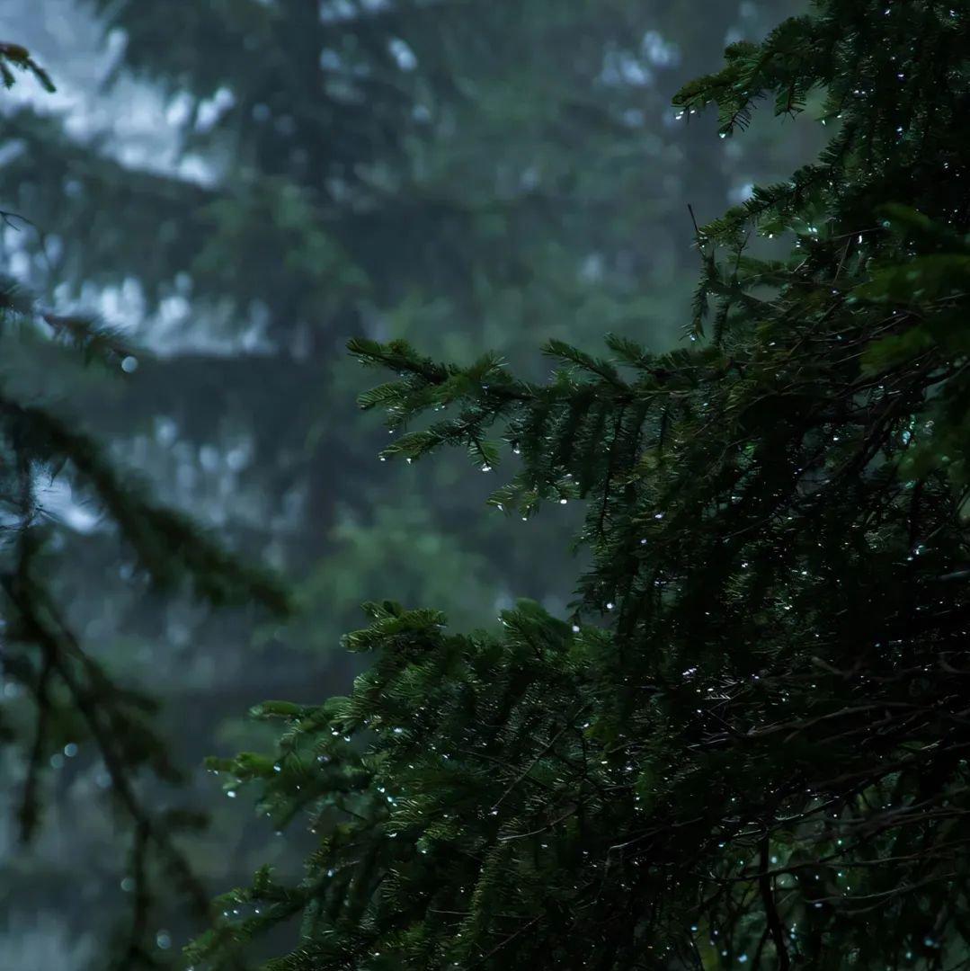 纯音乐睡觉/晨起/休息听