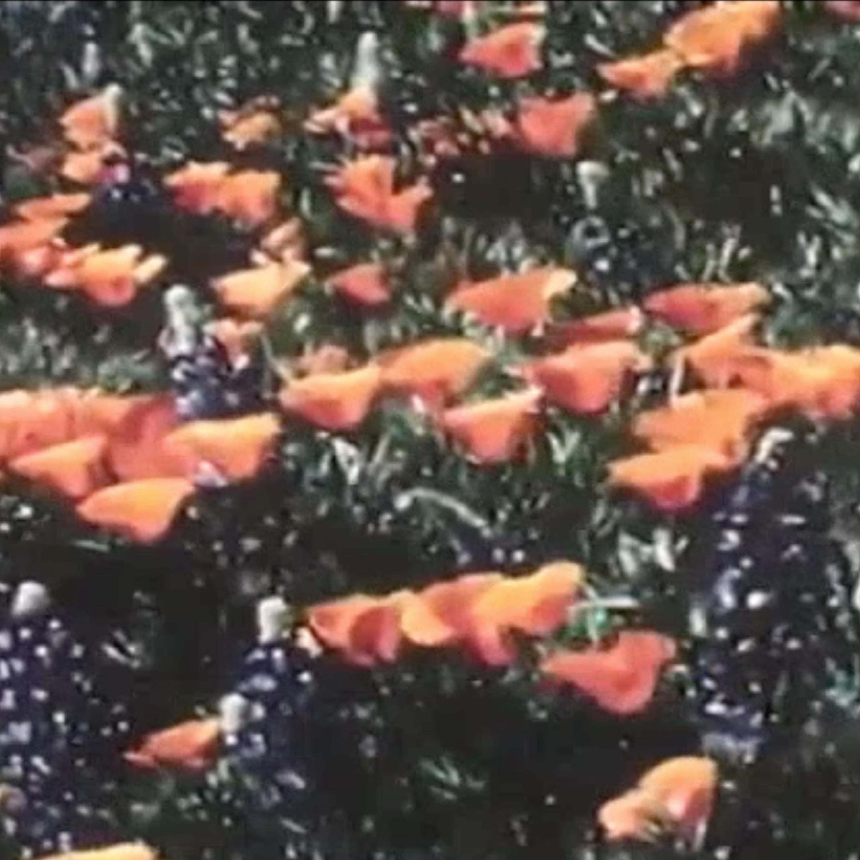 Blissful_ODD PALMER_Blissful | 在线播放_Blissful歌词_Blissful下载 | 网易云音乐