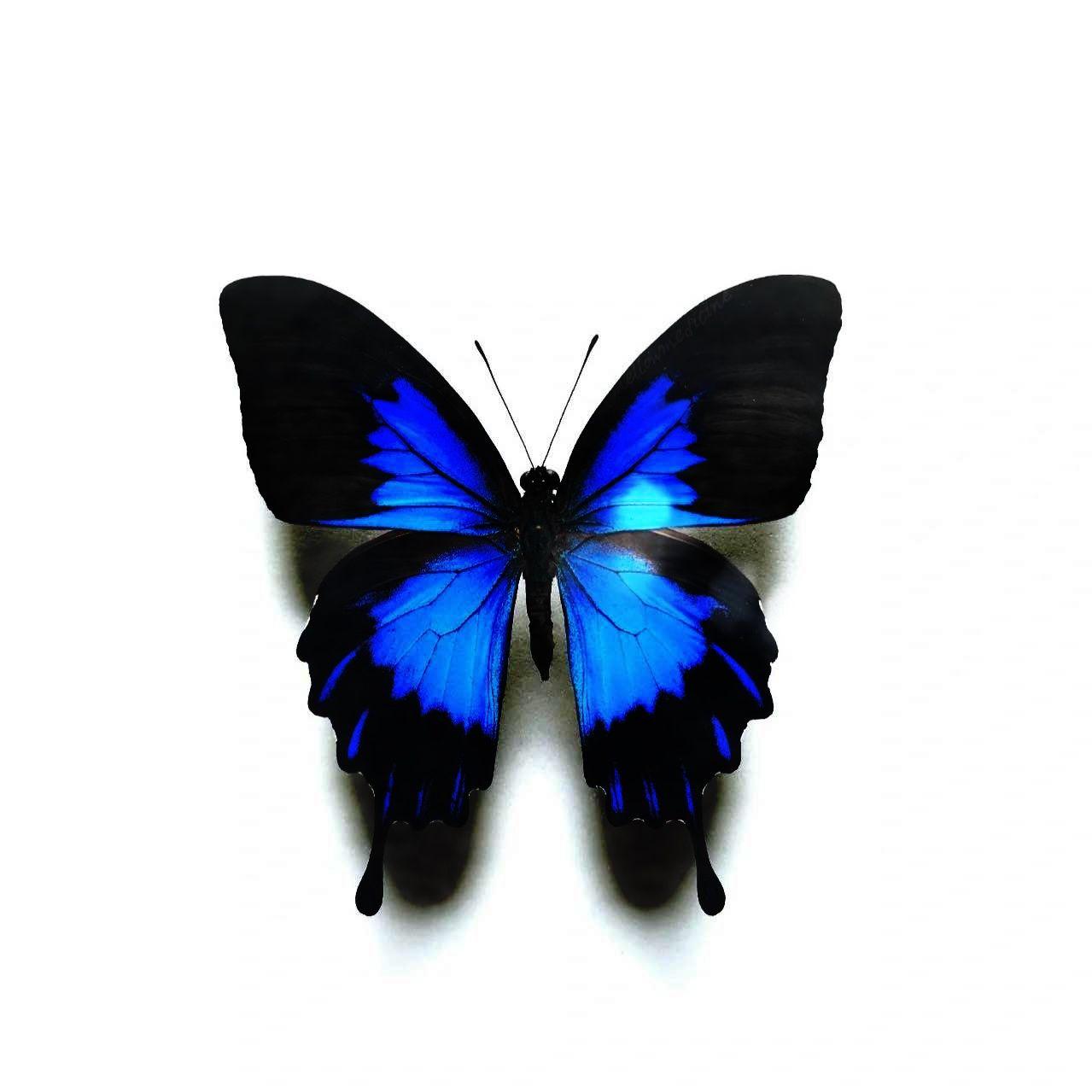 Butterfly in my stomach封面