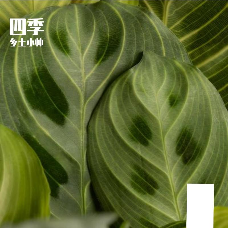 飞花似梦 - 乡土小帅封面