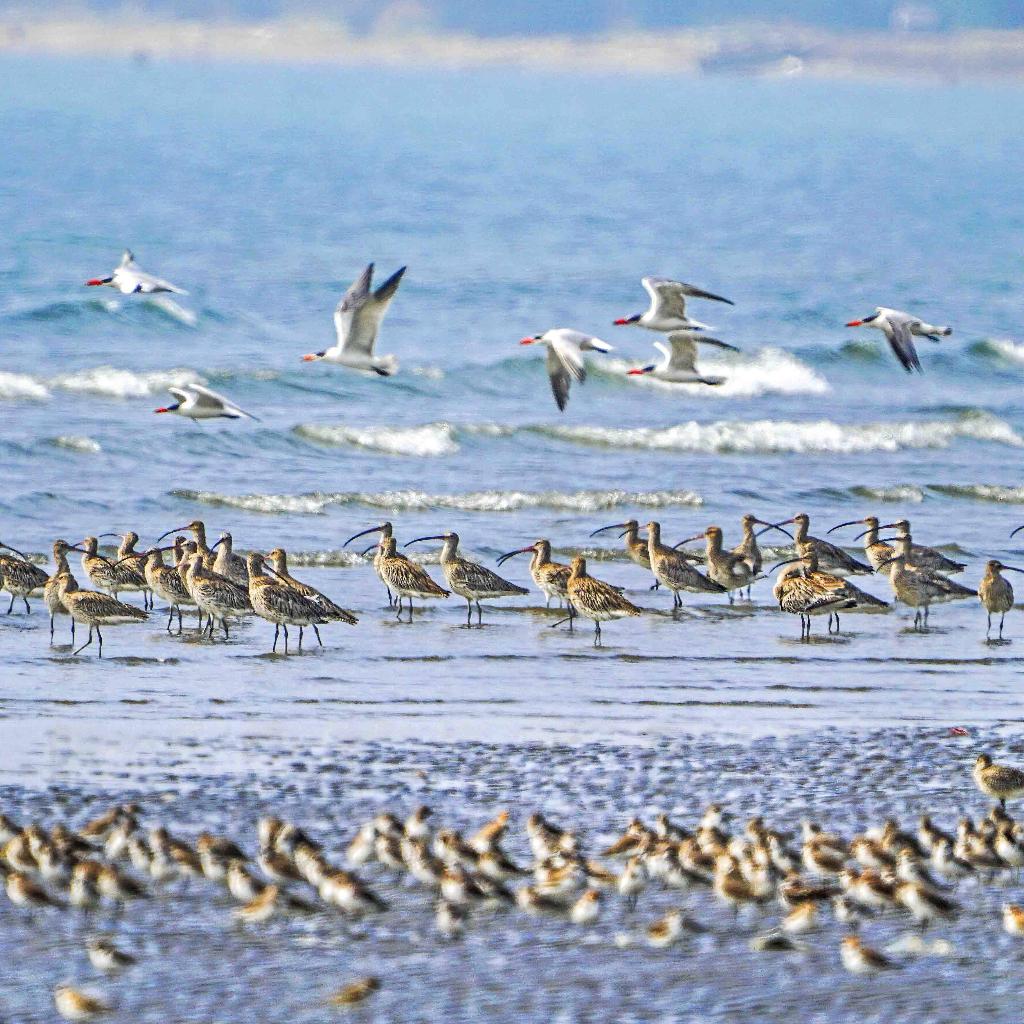 大自然音乐｜心灵四季 春夏秋冬山海鸟雨