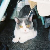 蓝猫BLUCAT