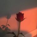 樱花树下的约定 (Remix)封面