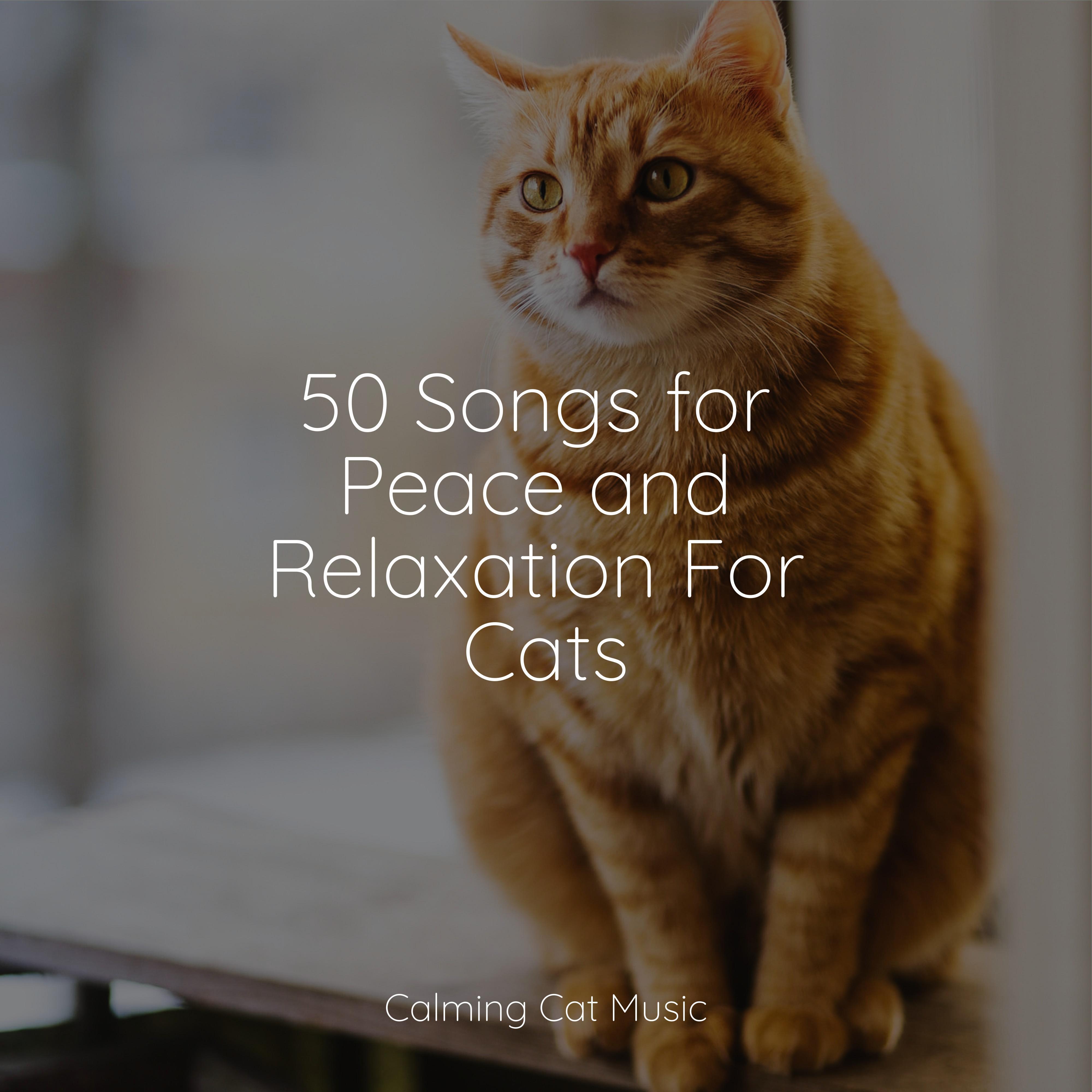 ocean-air-cat-music-therapy-jazz-music-therapy-for-cats-jazz-music