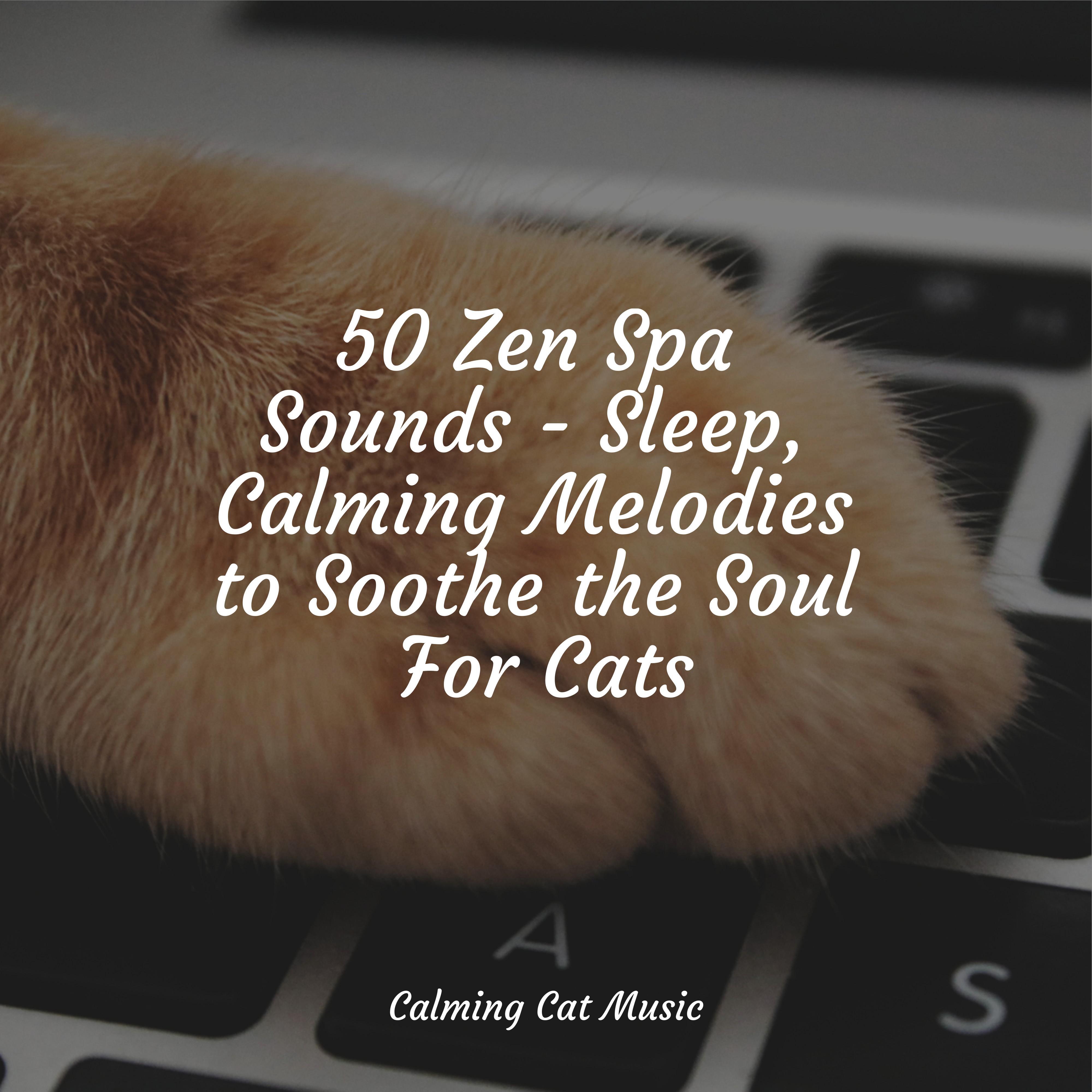 50 Zen Spa Sounds Sleep, Calming Melodies to Soothe the Soul For Cats Cat Music Therapy 专辑