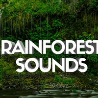 Rainforest Sounds