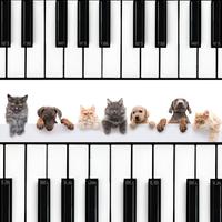 Harmony in Pet's Heart: Reflective Piano Connection