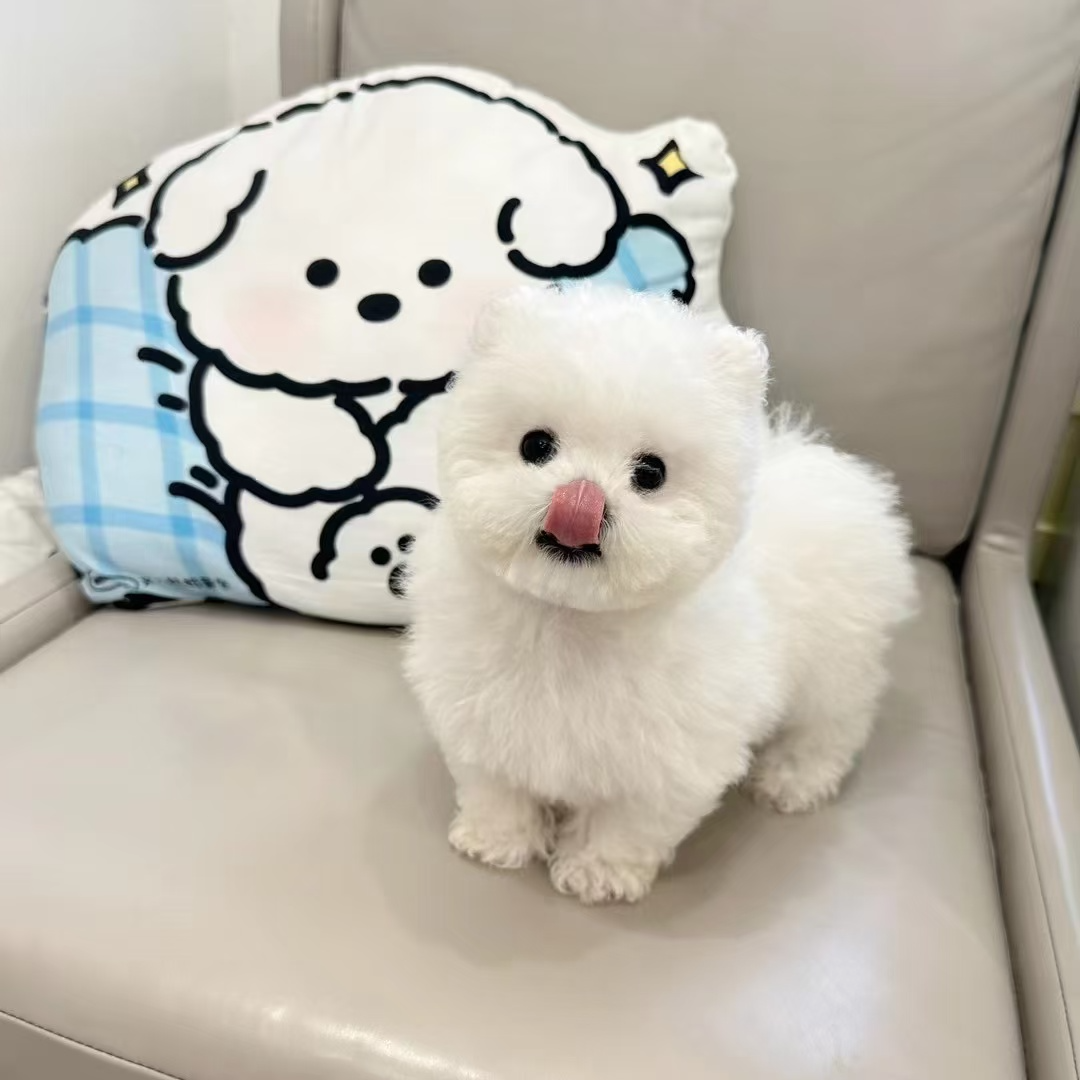私奔到月球封面
