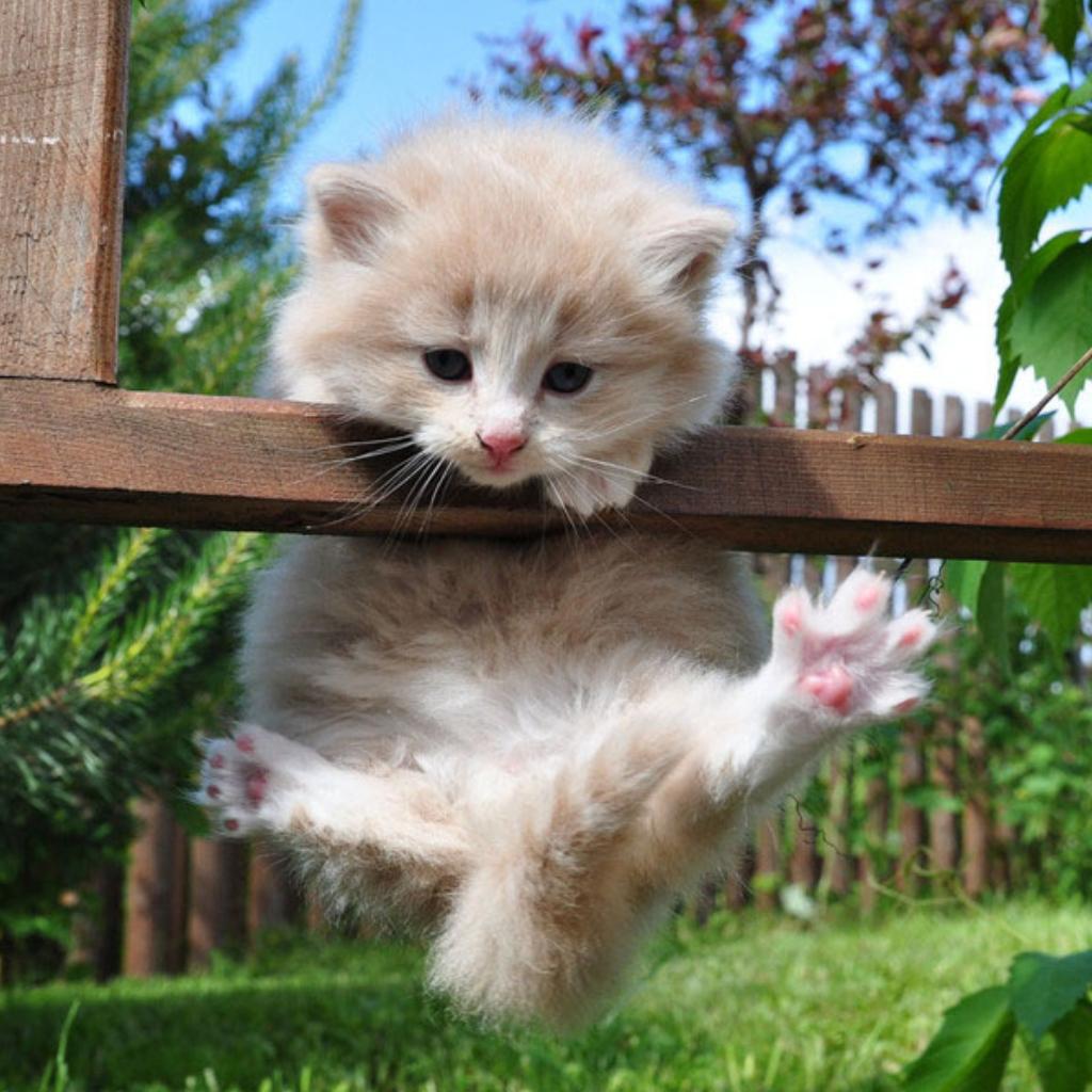 适用文艺环境（西餐厅咖啡馆可选）