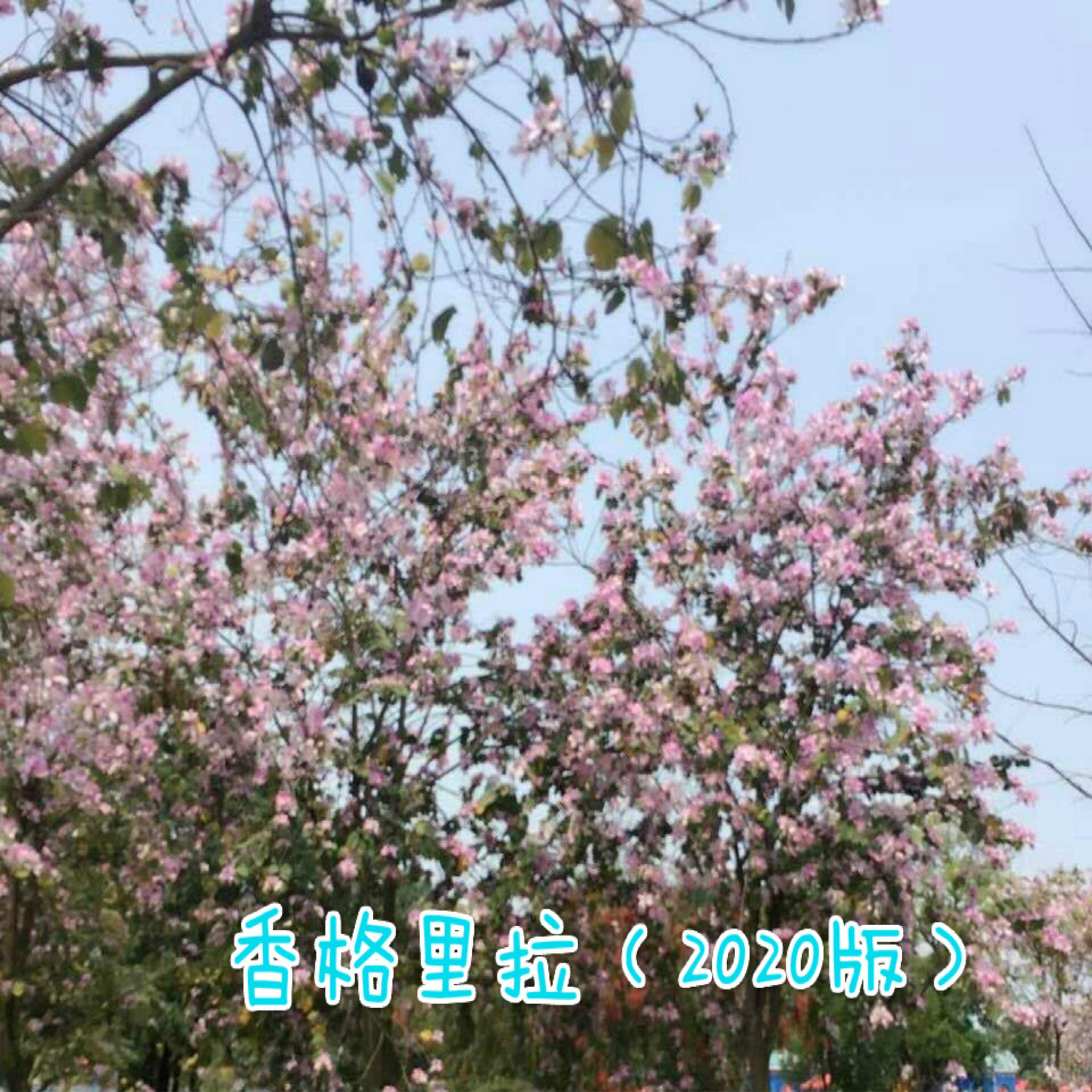 香格里拉（2020版） - whyfight封面