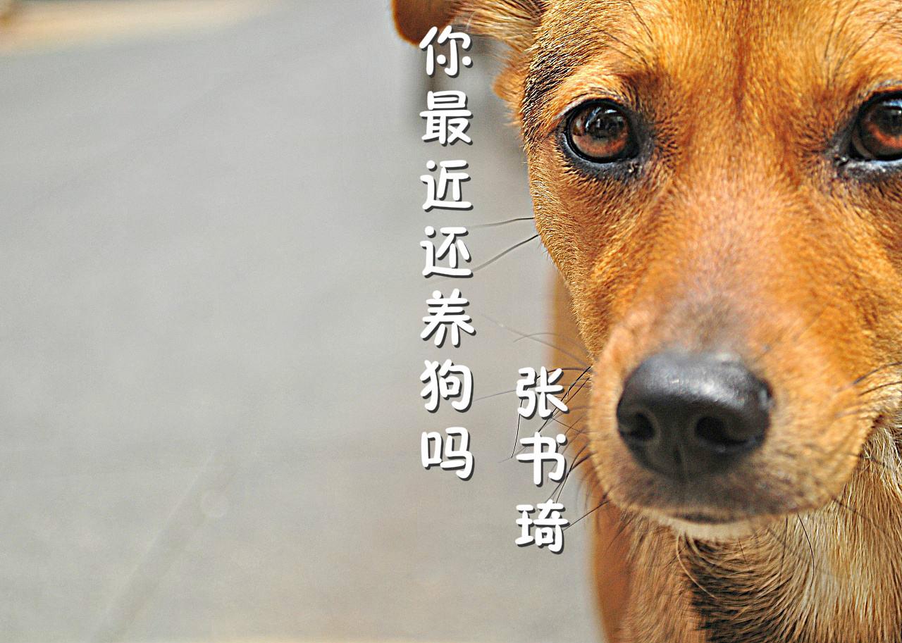 你最近还养狗吗封面