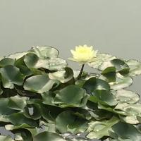 淡香清闻